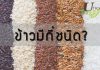 ข้าวมีกี่ชนิด?