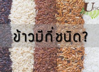 ข้าวมีกี่ชนิด?