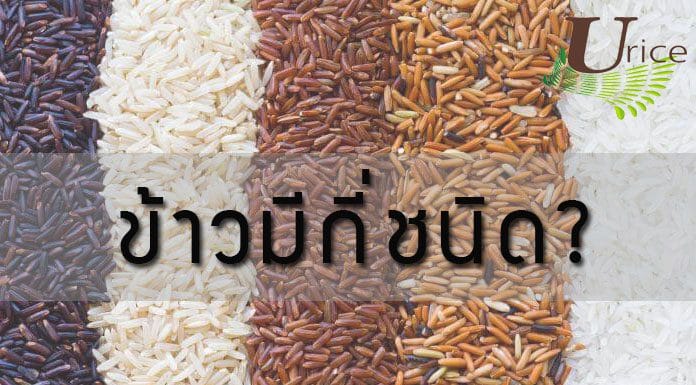 ข้าวมีกี่ชนิด?