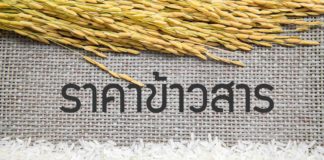 ราคาข้าวสาร ขายปลีก-ราคาส่ง วันนี้ (อัพเดทล่าสุด) ราคาข้าวสารขายส่ง-ราคาข้าวสารขายปลีกวันนี้