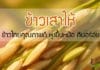 ข้าวเสาไห้ มาทำความรู้จักกับข้าวไทยคุณภาพดี หุงขึ้นหม้อ กินอร่อย ข้าวเสาไห้