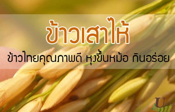 ข้าวเสาไห้ มาทำความรู้จักกับข้าวไทยคุณภาพดี หุงขึ้นหม้อ กินอร่อย ข้าวเสาไห้