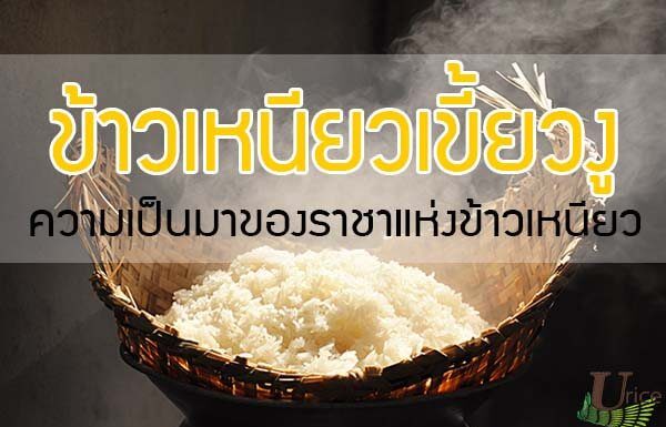 ข้าวเหนียวเขี้ยวงู ราชาข้าวเหนียวของไทย ของดีของดังจากเมืองเหนือ ข้าวเหนียวเขี้ยวงู
