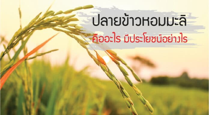 ปลายข้าวหอมมะลิ คืออะไร มีประโยชน์อย่างไร ต่อร่างกาย