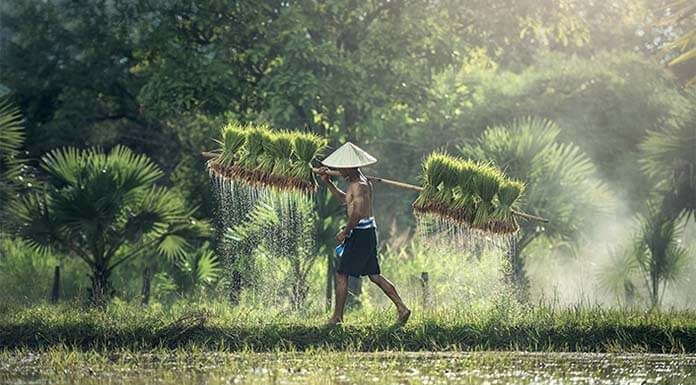 ข้าวหอมปทุมทางเลือกใหม่ของผู้บริโภคข้าวพันธุ์ไทย ข้าวหอมปทุม