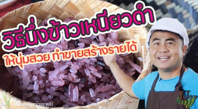 วิธีนึ่งข้าวเหนียวดําให้นุ่มสวย น่ากิน พร้อมทำขายสร้างรายได้ วิธีนึ่งข้าวเหนียวดำให้นุ่มสร้างรายได้