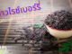 ข้าวไรซ์เบอร์รี่ ที่มีดีมากกว่าสีม่วง รู้จักข้าวชนิดนี้ให้มากขึ้น ข้าวไรซ์เบอร์รี่