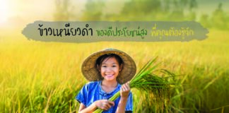 ข้าวเหนียวดำ ของดีประโยชน์สูง สายพันธ์ุดีของไทยที่คุณต้องรู้จัก