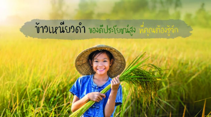 ข้าวเหนียวดำ ของดีประโยชน์สูง สายพันธ์ุดีของไทยที่คุณต้องรู้จัก