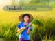 ข้าวเหนียวดำ ของดีประโยชน์สูง สายพันธ์ุดีของไทยที่คุณต้องรู้จัก