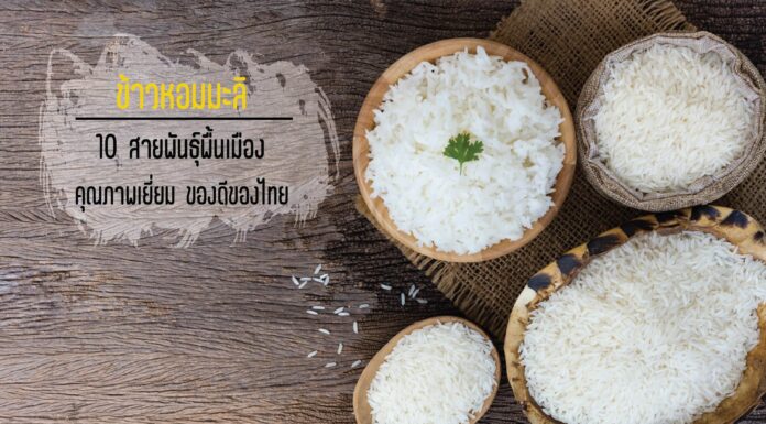 ข้าวหอมมะลิ 10 สายพันธุ์พื้นเมือง คุณภาพเยี่ยม ของดีของไทย