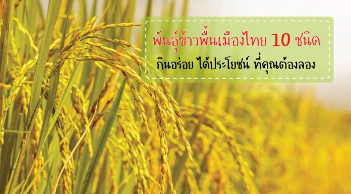 พันธุ์ข้าว พื้นเมืองไทย 10 ชนิด กินอร่อย ได้ประโยชน์ ที่คุณต้องลอง