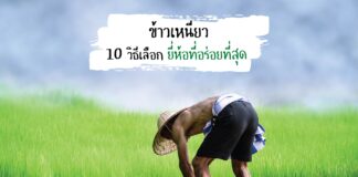 ข้าวเหนียว กับ 10 เคล็ดลับ เพื่อให้ได้วิธีเลือกยี่ห้อที่อร่อยที่สุด