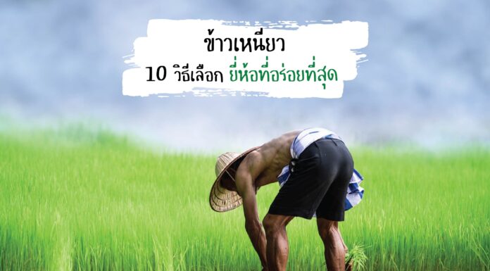 ข้าวเหนียว กับ 10 เคล็ดลับ เพื่อให้ได้วิธีเลือกยี่ห้อที่อร่อยที่สุด