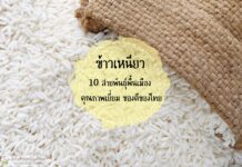 ข้าวเหนียว 10 สายพันธุ์พื้นเมือง คุณภาพเยี่ยม ของดีของไทย