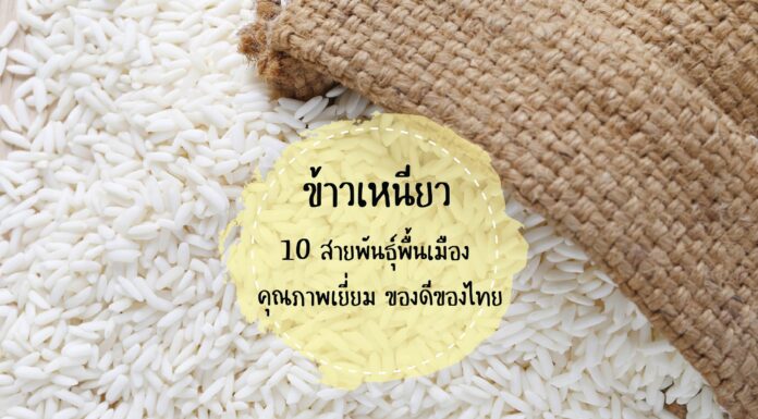 ข้าวเหนียว 10 สายพันธุ์พื้นเมือง คุณภาพเยี่ยม ของดีของไทย